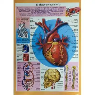 Laminas didácticas "SISTEMA CIRCULATORIO" 50x70 cm