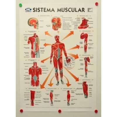 Lamina sistema muscular 50x70cm