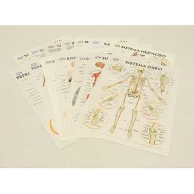 Laminas anatomia x 14 unidades