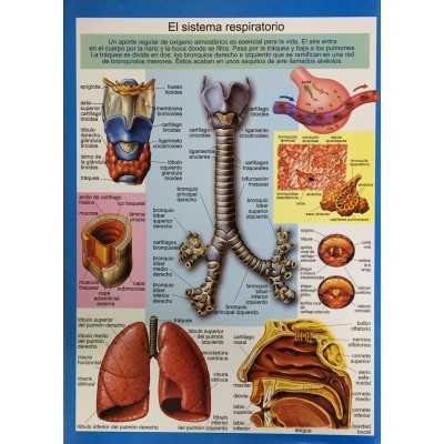 Laminas didácticas "SISTEMA RESPIRATORIO" 50x70 cm