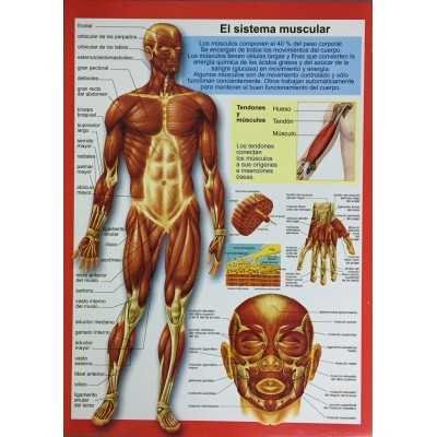 Laminas didácticas "SISTEMA MUSCULAR" 50x70 cm