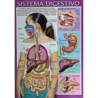 Láminas didácticas "SISTEMA DIGESTIVO" 50x70 cm