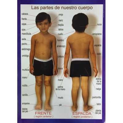 Láminas didácticas "LAS PARTES DE NUESTRO CUERPO" 24x30 cm