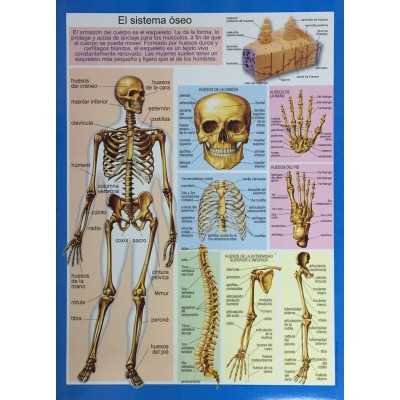 Láminas didácticas "SISTEMA OSEO" 24x30 cm